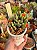Conophytum bilobum - Imagem 2