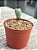Conophytum bilobum - Imagem 2