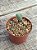 Conophytum bilobum - Imagem 3