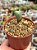 Conophytum bilobum - Imagem 1