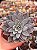 Graptoveria lulu - Imagem 1