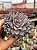 Graptoveria lulu - Imagem 1