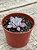 Graptoveria lulu - Imagem 2