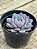 Graptoveria lulu - Imagem 2