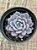 Graptoveria lulu - Imagem 3