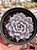 Graptoveria lulu - Imagem 1
