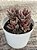 Lenopetalum chocolate and strawberries variegata - Imagem 3