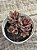 Lenopetalum chocolate and strawberries variegata - Imagem 2