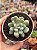 Pachyveria clavifolia - Imagem 1