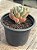 Pachyveria clavifolia - Imagem 2