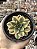 Aeonium florence - Imagem 1