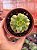 Aeonium florence - Imagem 1