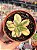 Aeonium florence - Imagem 1