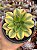 Aeonium florence (sem raiz) - Imagem 1