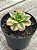 Aeonium florence - Imagem 3