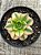Aeonium florence - Imagem 4
