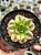 Aeonium florence - Imagem 1