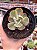 Echeveria enfant variegata - Imagem 1