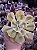 Echeveria enfant variegata - Imagem 1