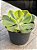 Echeveria enfant variegata - Imagem 2
