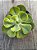 Echeveria enfant variegata - Imagem 3