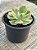 Echeveria enfant variegata - Imagem 3