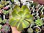 Echeveria enfant variegata - Imagem 2