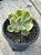 Echeveria enfant variegata - Imagem 3