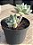Echeveria pulvinata frosty - Imagem 2