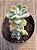 Echeveria pulvinata frosty - Imagem 3