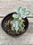 Echeveria pulvinata frosty - Imagem 1