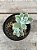 Echeveria pulvinata frosty - Imagem 2