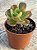 Echeveria multicaulis - Imagem 2