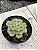 Echeveria multicaulis - Imagem 2