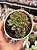 Echeveria mebina - Imagem 1