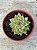 Echeveria mebina - Imagem 1