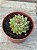 Echeveria mebina - Imagem 2