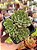 Echeveria mebina - Imagem 1