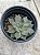 Echeveria mensa dark desire - Imagem 2