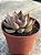 Echeveria mensa dark desire - Imagem 2