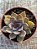 Echeveria mensa dark desire - Imagem 3