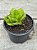 Adromischus cristatus var. Zeyheri - Imagem 2