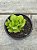 Adromischus cristatus var. Zeyheri - Imagem 1