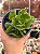 Adromischus cristatus var. zeyheri - Imagem 1