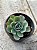 Echeveria amistar - Imagem 1