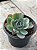 Echeveria amistar - Imagem 2