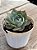 Echeveria amistar - Imagem 2