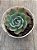 Echeveria amistar - Imagem 3