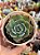 Echeveria amistar - Imagem 1
