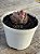 Echeveria amistar - Imagem 2